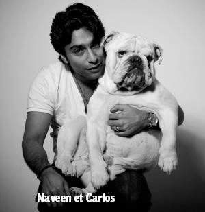 chiot bulldog anglais